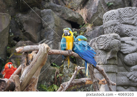 Macaws Macaws 4069103