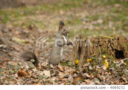 松鼠 日本北海道松鼠 松鼠常見的東 4069231