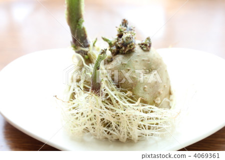 Germination of germinated potatoes 4069361