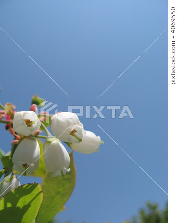 Iwananten Sei 4069550