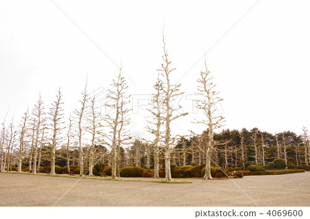 2月Platanus·Suzuki家族61冬天死了 2月Platanus·Suzuki家族61冬天死了 4069600