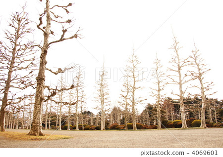 February Platanus · Suzuki family 62 Winter dead 4069601