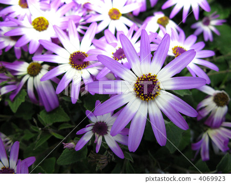 Cineraris (Senetity · Lavender · Bicolor) 4069923