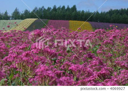 flower garden, flower field, bloom 4069927