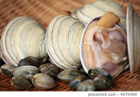 大蛤蜊和蛤蜊 4070469