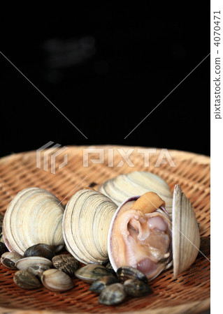 大蛤蜊和蛤蜊 大蛤蜊和蛤蜊 4070471