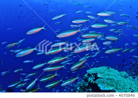 bartail fusilier, bananafish, flock 4070840