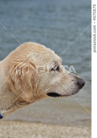 Golden retriever 4070879