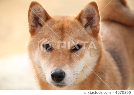 Shiba Inu Akashiba 4070890