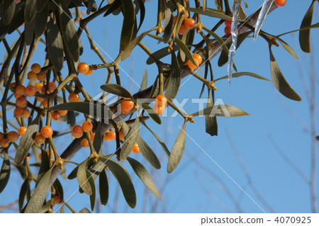 Mistletoe parasitic on trees 4070925