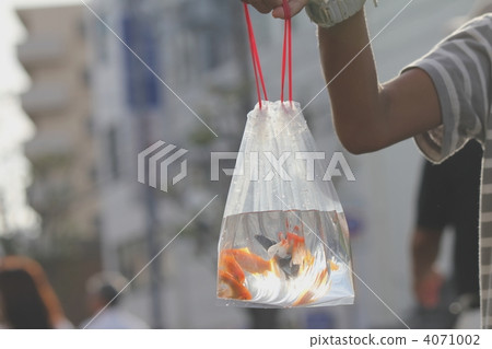 Goldfish Goldfish 4071002