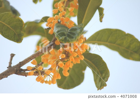 Osmanthus Osmanthus 4071008