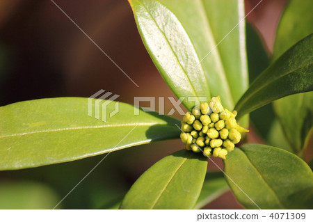 水槽花的芽 4071309