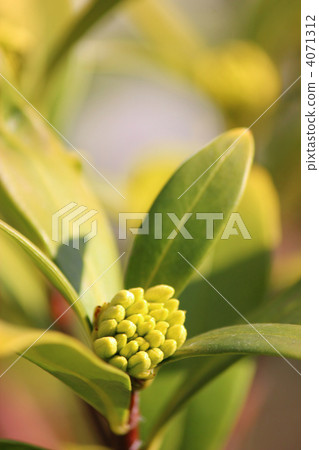 水槽花的芽 4071312