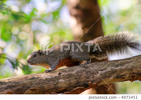 台灣松鼠 台灣松鼠 4071451