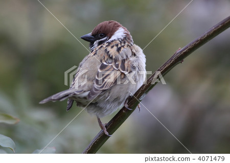 Return of the sparrow beauty Return of the sparrow beauty 4071479