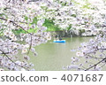 Chidori cherry blossoms at the end 4071687
