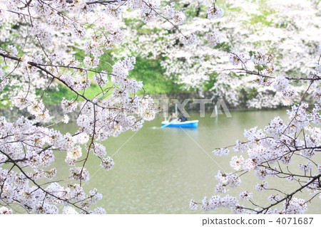 Chidori cherry blossoms at the end Chidori cherry blossoms at the end 4071687