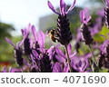 Lavender and honey bee 4071690