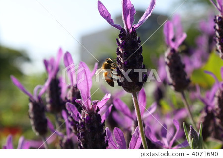 Lavender and honey bee Lavender and honey bee 4071690