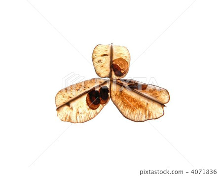 Onidokoro的種子 Onidokoro的種子 4071836