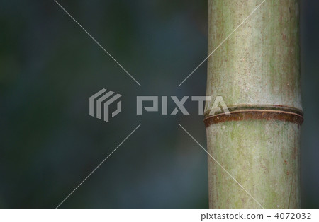 Bamboo: Right-leaning 4072032