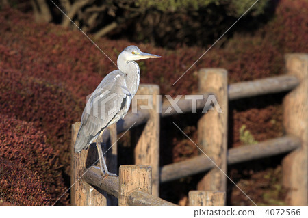 Gray heron 4072566