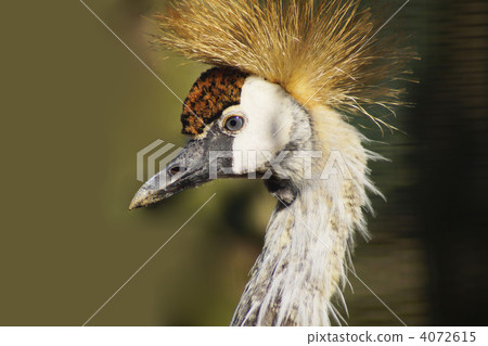 Cumul rice Cumul rice 4072615