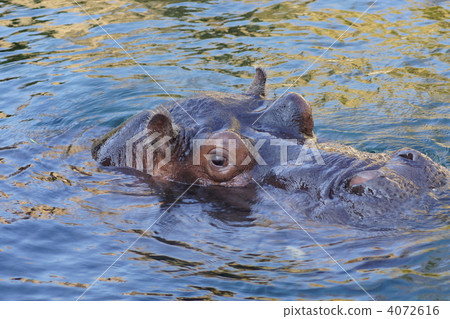 河馬 河馬 4072616