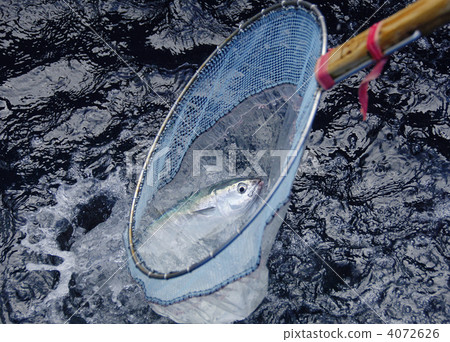 鮪魚養殖、網中捕獲的鮪魚、魚缸影像素材景觀 4072626