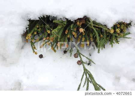 雪松花 植物 植物學 4072661