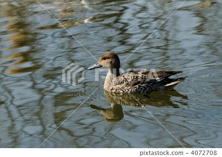 荒川自然公園的池塘釣魚捲軸的女性 荒川自然公園的池塘釣魚捲軸的女性 4072708
