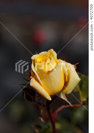 Yellow rose of Arakawa Nature Park · Izu no dancer Yellow rose of Arakawa Nature Park · Izu no dancer 4072709