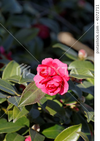 紅色花開花與在一朵花的兩朵花核心 4072711