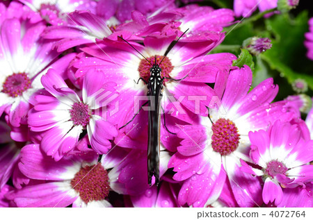 琉球淺木斑 4072764