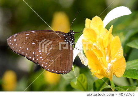 Tsumura Maki Madara 4072765