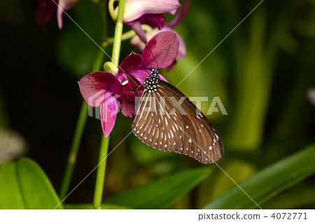 Tsumura Maki Madara 4072771