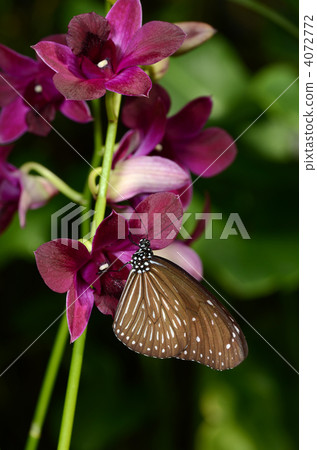 Tsumura Maki Madara 4072772