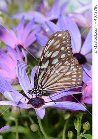 琉球淺木斑 4072780