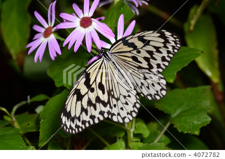 蝴蝶 4072782