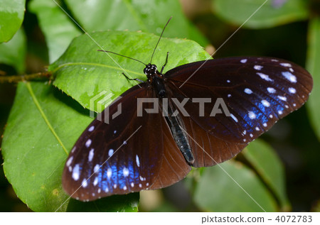 Tsumura Maki Madara 4072783