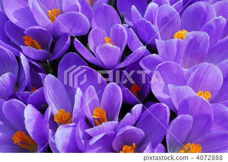Purple crocus 4072888
