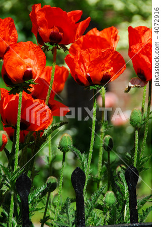 Island poppies Island poppies 4072916