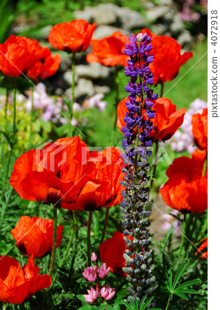 Spring garden with poppies Spring garden with poppies 4072918