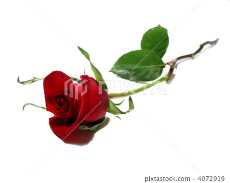 Red rose white background 4072919