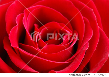 Red rose Red rose 4072925