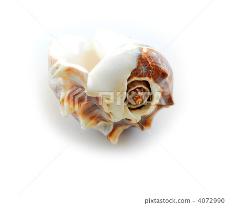 Sea shell 2 Sea shell 2 4072990