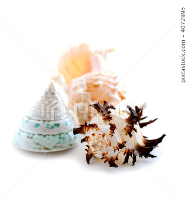 Sea shells on white Sea shells on white 4072993