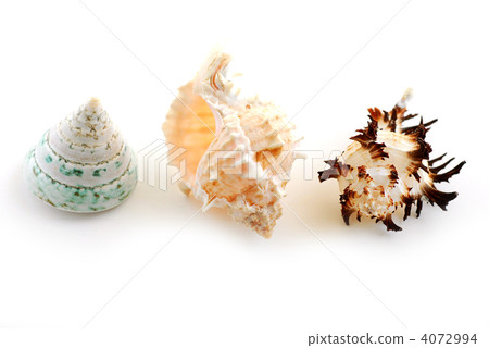 Sea shells Sea shells 4072994