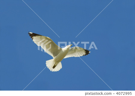 Flying bird Flying bird 4072995